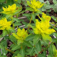 Euphorbia epithymoides